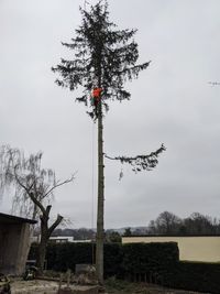 Abtragen eines Nadelbaumes mittels Klettertechnik